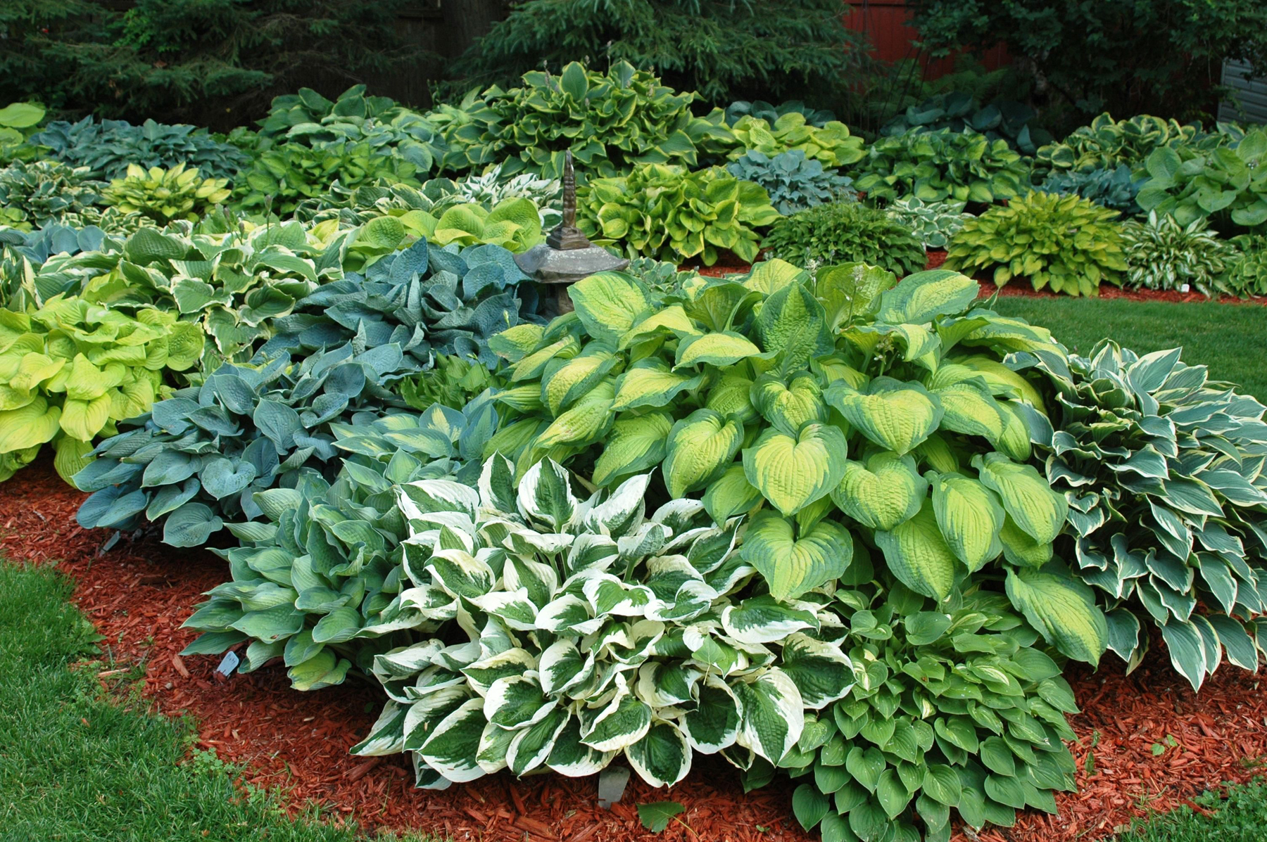 ... Gardening on Pinterest | Hosta Gardens, Shade Garden and Hosta Plants
